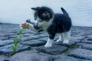 giornata mondiale del gatto gattino che gioca con un fiore