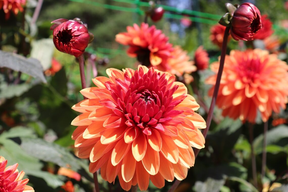 Il significato dei colori Dalia sfumata rosso/arancione