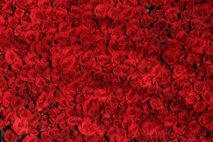 Il significato dei colori Rose rosse