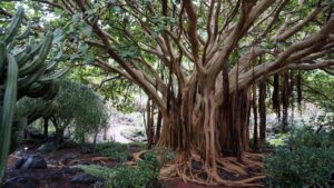 Scoprire il Costa Rica Foresta pluviale