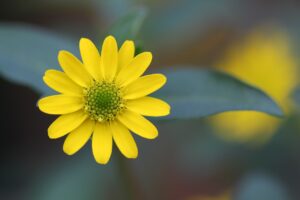 Il significato dei colori II fiore giallo