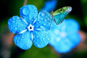 Il significato dei colori IV Fiore con gocce di rugiada blu