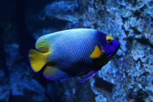 Il significato dei colori IV Pesce tropicale giallo-blu