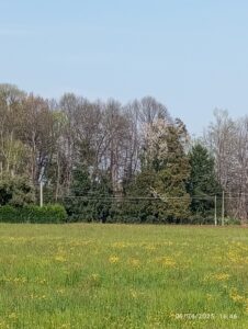 Montagne dell'anima prato con bosco di alberi differenti sullo sfondo