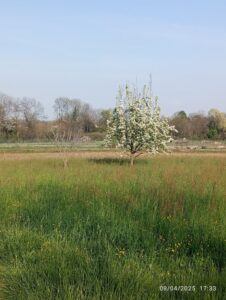 Montagne dell'anima Altro prato con albero fiorito in centro