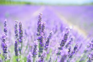 Il giardino del benessere Fiori di lavanda