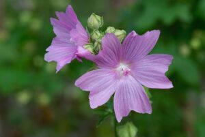 Il giardino del benessere Fiori di malva