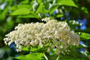 Il giardino del benessere Fiori di sambuco