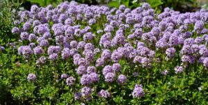 Il giardino del benessere timo serpillo in fiore