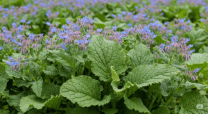 Un tesoro di salute in giardino Pianta di borragine con fiori blu e foglie