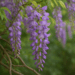 Pianta di glicine con fiore di colore lilla-viola