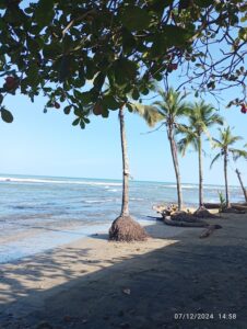 Oceano Atlantico Costa Rica: un abbraccio che trasforma l’anima In primo piano le palme in fila, sulla riva della spiaggia a ridosso dell'oceano a Puerto Vejo de Talamanca.