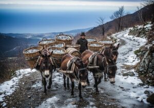Immagine: Carovana di asini carichi di ceste di acciughe, su un sentiero montano innevato con vista sul mare, rappresentando la storia degli acciugai piemontesi.